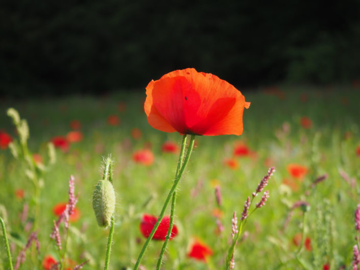 Jardins de Valloires, le 05 août 2016.