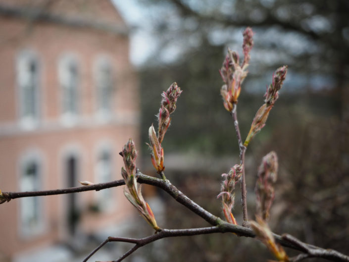 Au jardin, le 6 avril 2015.