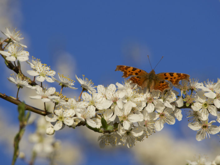 Papillon 'Robert le diable'