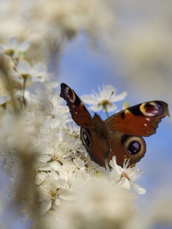 Papillon 'Paon du jour'