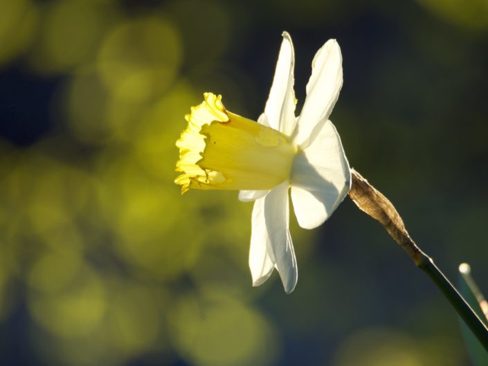 Narcisse jaune