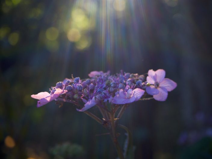 Hydrangea serrata 'Sansukuku'