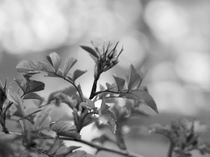 Rosier 'glauca'