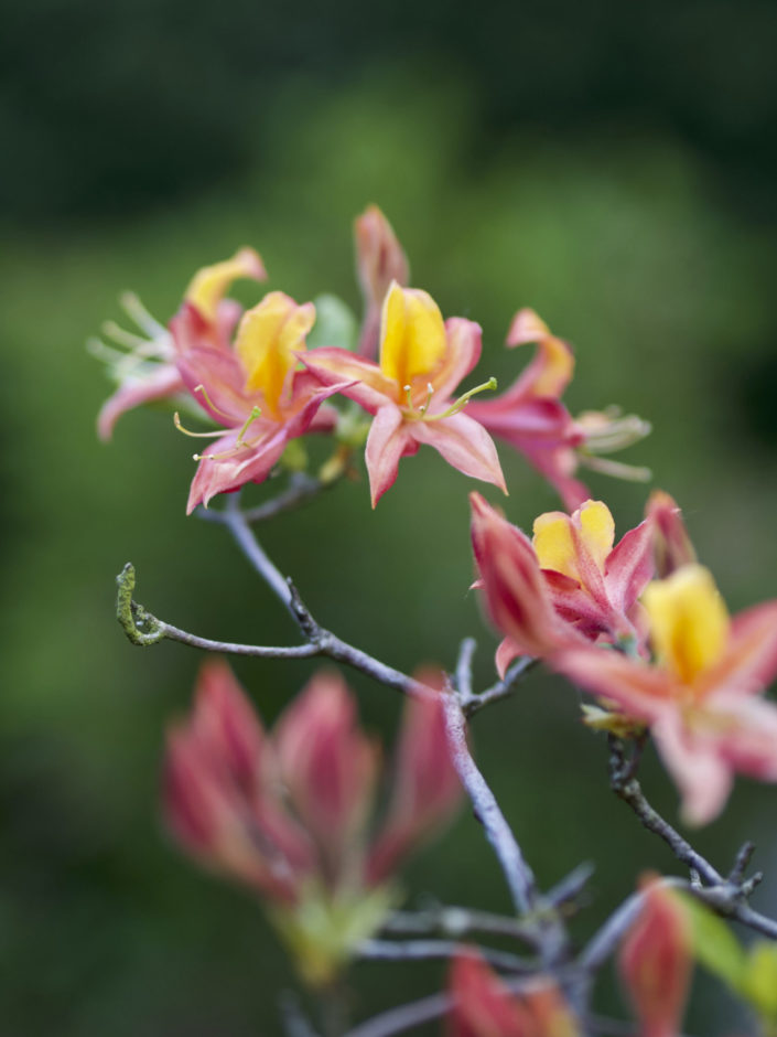 Rhododendrons