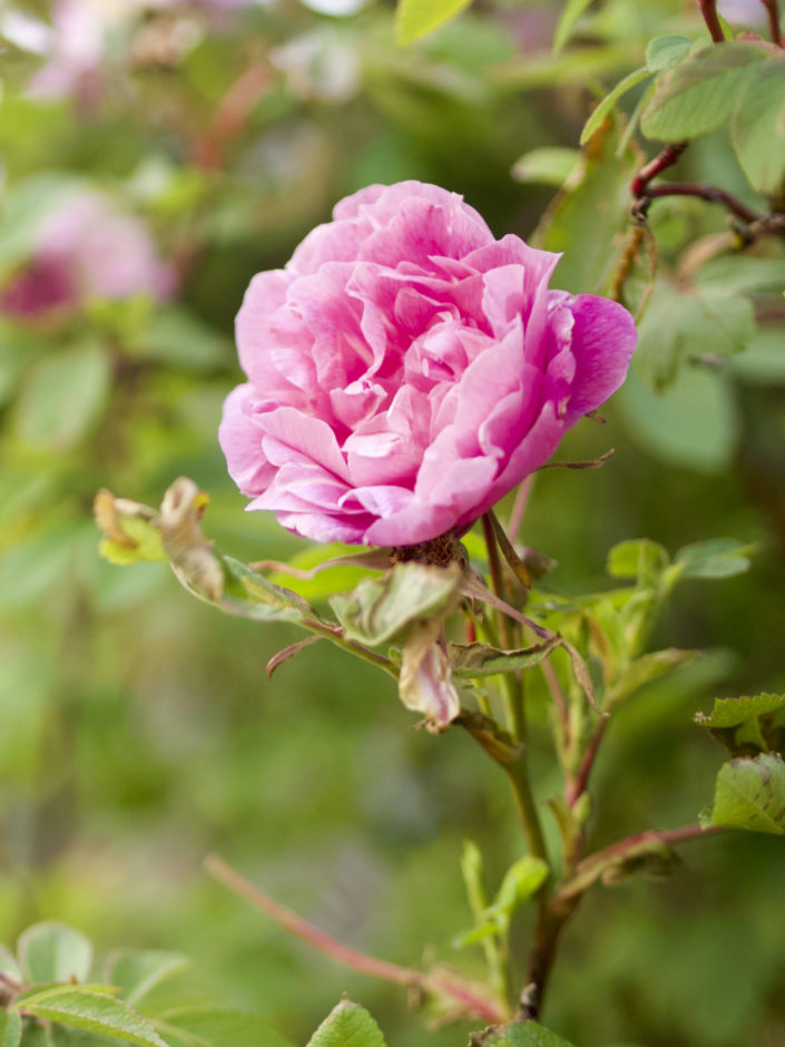 Rosier 'Thérèse Bugnet'