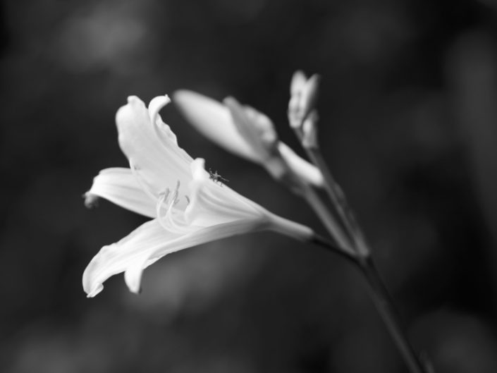 Au jardin, le 25 mai 2019