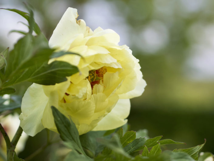 Pivoine arbustive "Golden Bird"