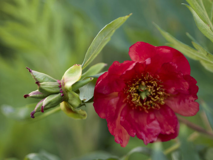 Pivoine arbustive de l'Abbé Delavay