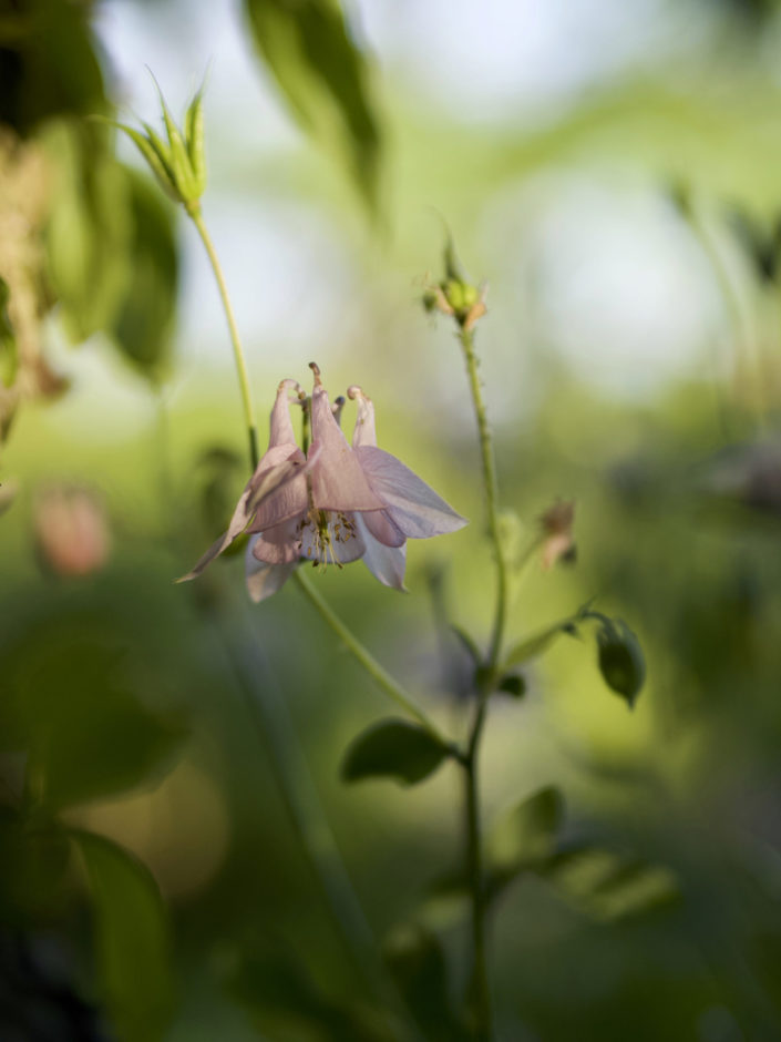 Au jardin, le 1er juin 2019