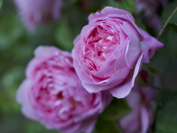 Rosier 'Constance Spry'