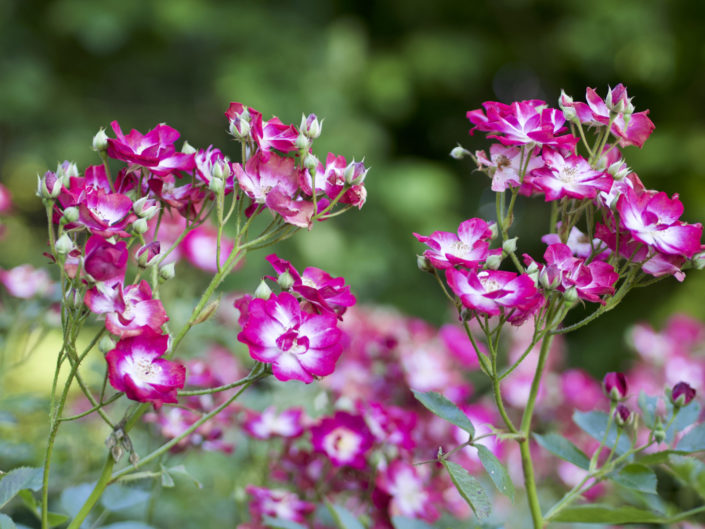 Rosier 'Bishop's Rambler'