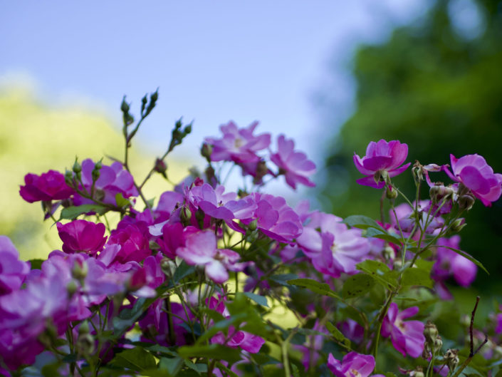 Rosier 'Lavender dream'