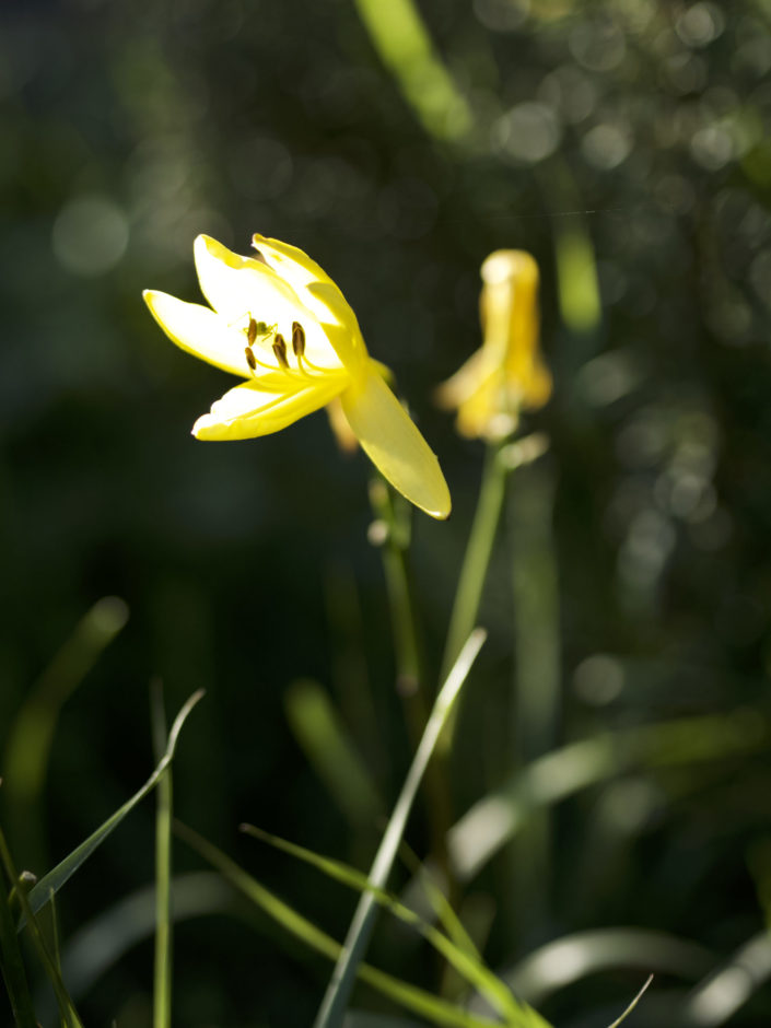 Au jardin, le 17 juin 2019