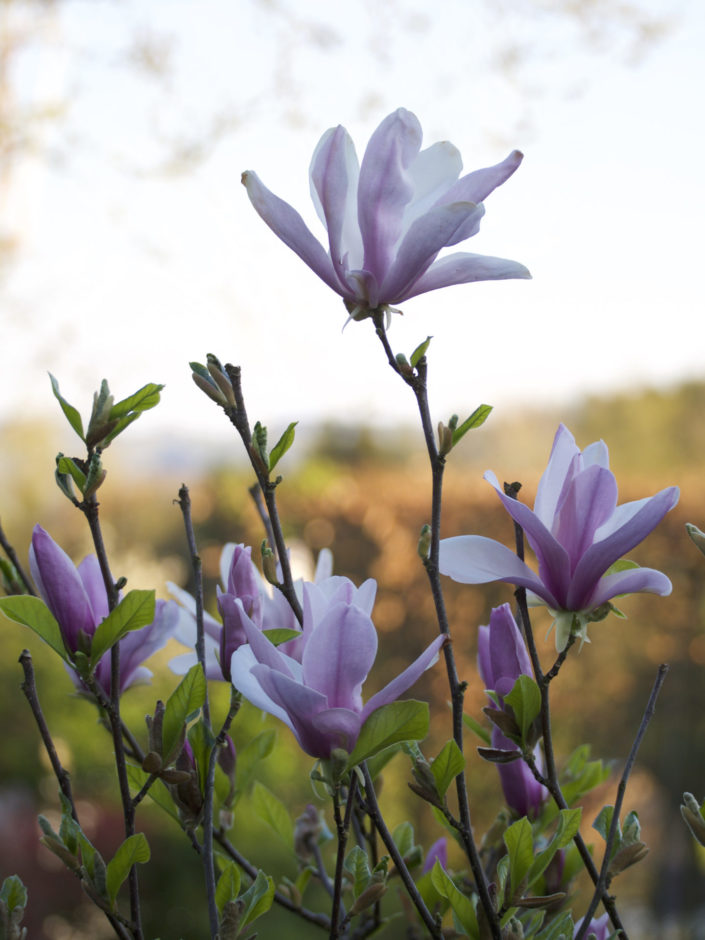 Magnolia stellata (x) liliiflora Nigra 'George Henry Kern'