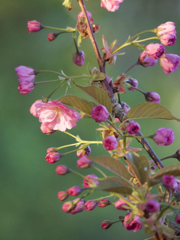 Prunus Serrulata ? (à identifier)