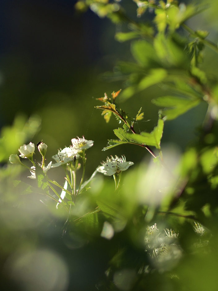 Au jardin, le 07 mai 2018