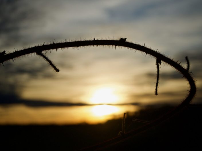 Au jardin, le 29 décembre 2019