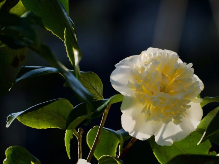 Au jardin, le 17 mars 2020