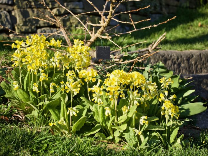 Primevère officinale