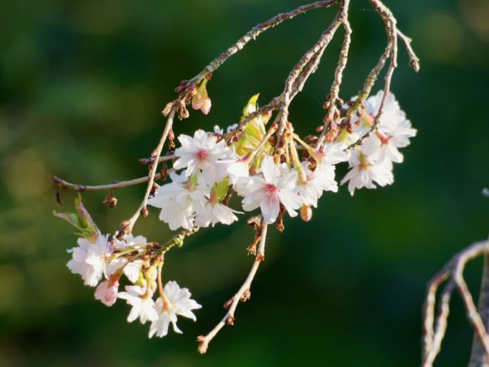 Prunus x subhirtella ‘Autumnalis’