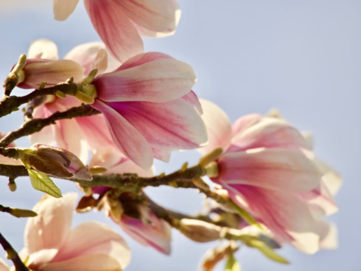 Au jardin, le 25 mars 2020