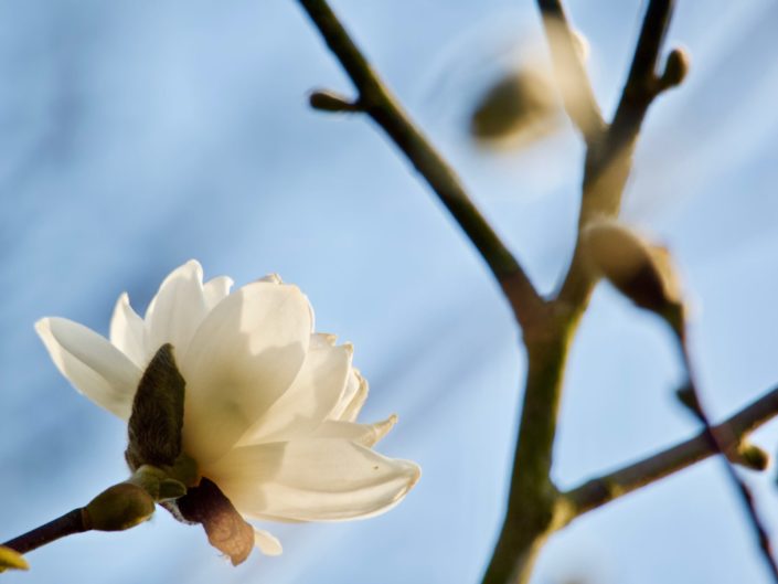 Magnolia x loebneri 'Mag's Pirouette'