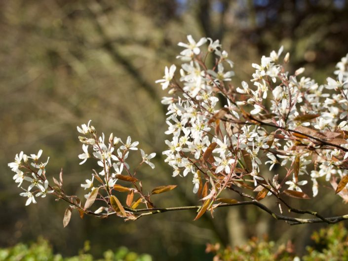 Au jardin, le 06 avril 2020