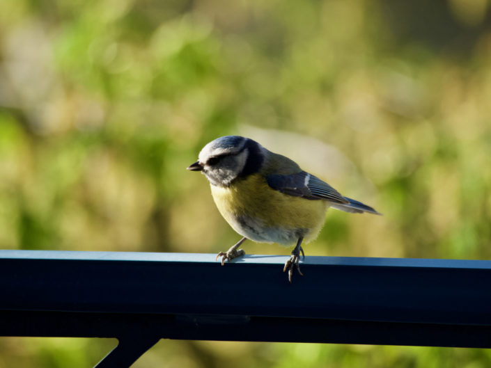 Mésange bleue à la fenêtre, les 09 et 10 avril 2020.