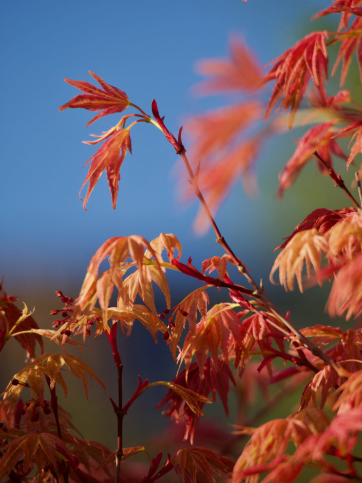 Acer palmatum 'Deshojo'