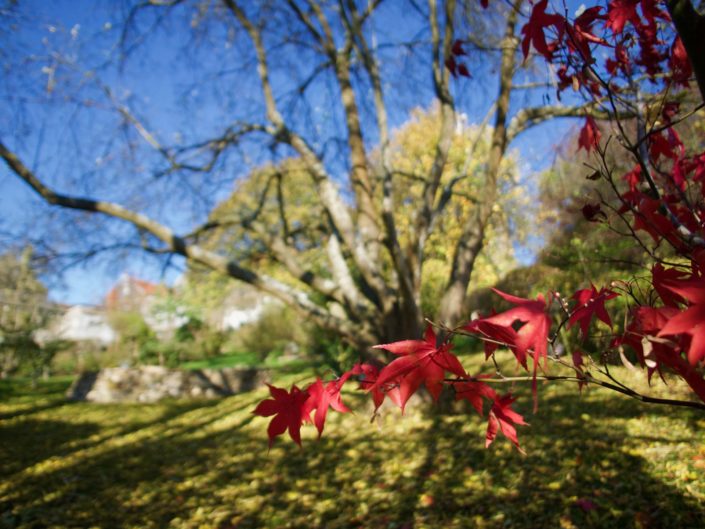 Au jardin, le 31 octobre 2020