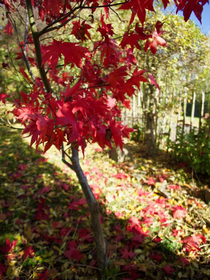 Acer palmatum 'Osakazuki'