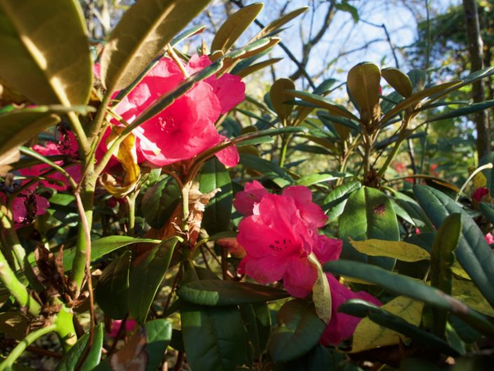 Rhododendron smirnowii 'Nathalie'