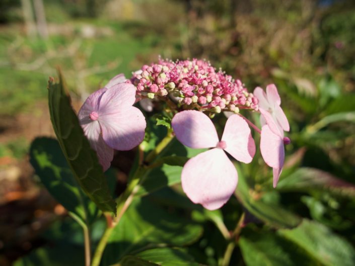 Hydrangea macrophylla 'Mariesii Perfecta'