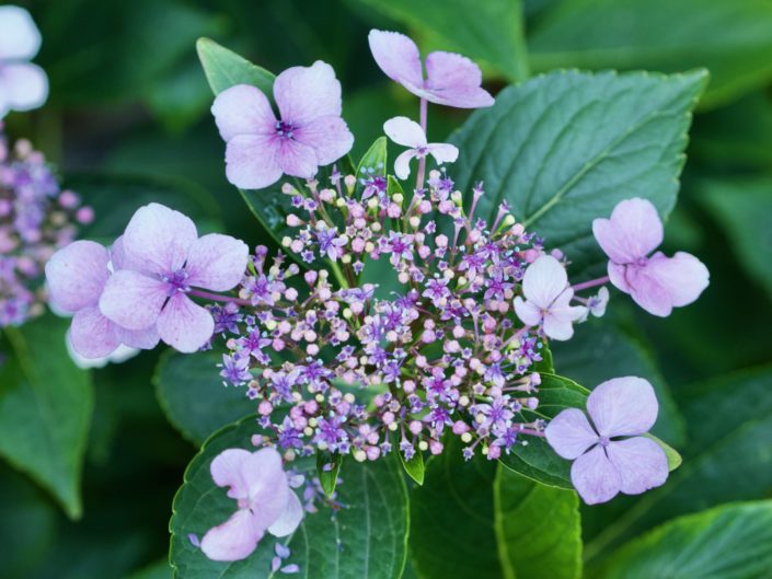 Hydrangea macrophylla 'Hatsu Shime'