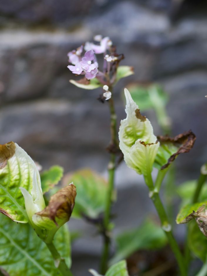 Hydrangea macrophylla 'Gimpel'