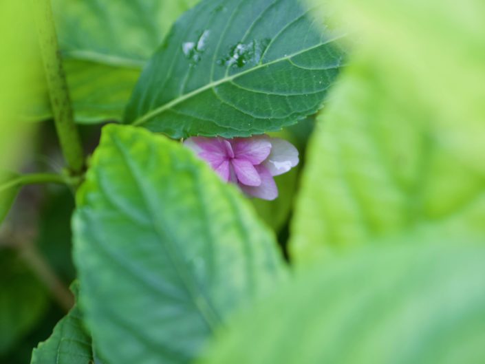 Hydrangea macrophylla 'Etoile violette'