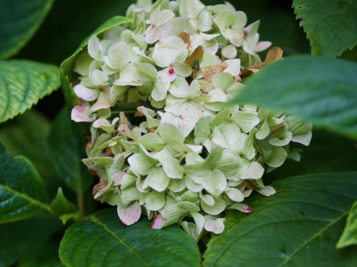 Hydrangea macrophylla 'à identifer'