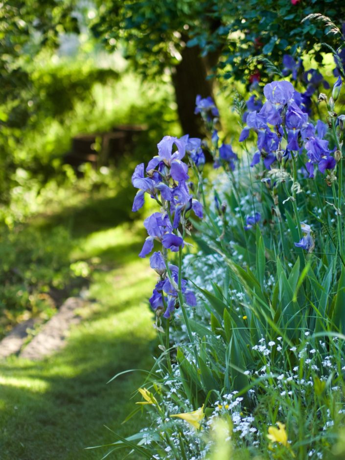 Au jardin, le 08 juin 2021