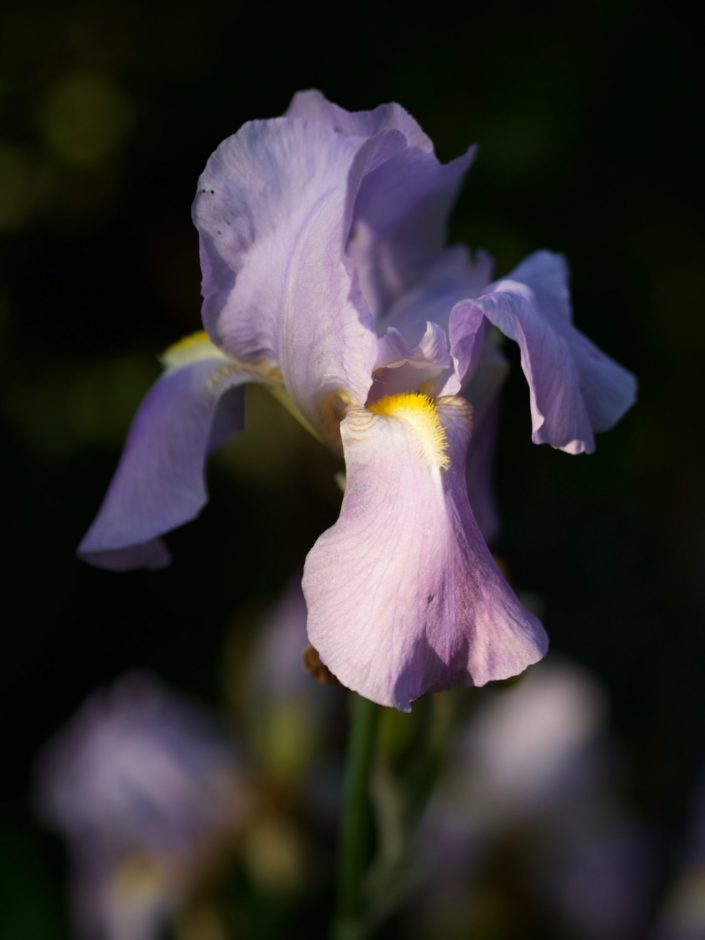 Iris germanica