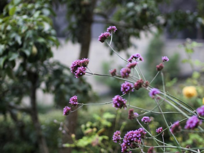 Verveine de Buenos Aires