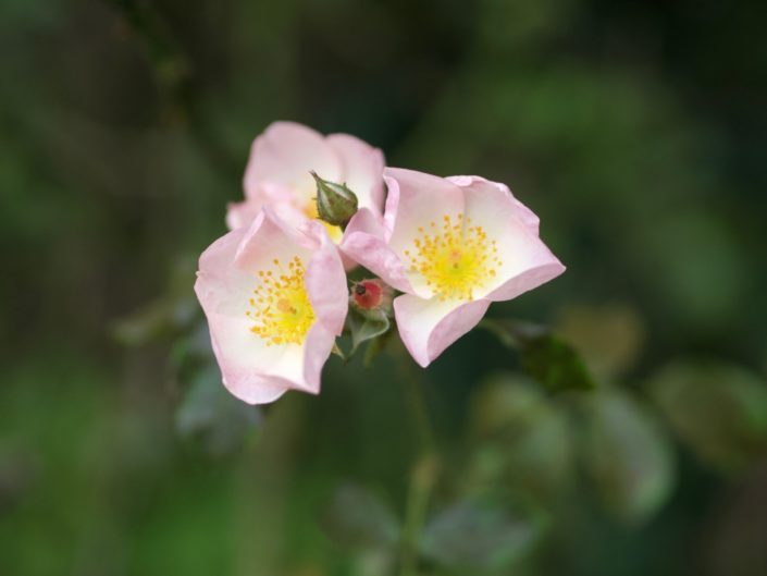 Au jardin, le 1er septembre 2021