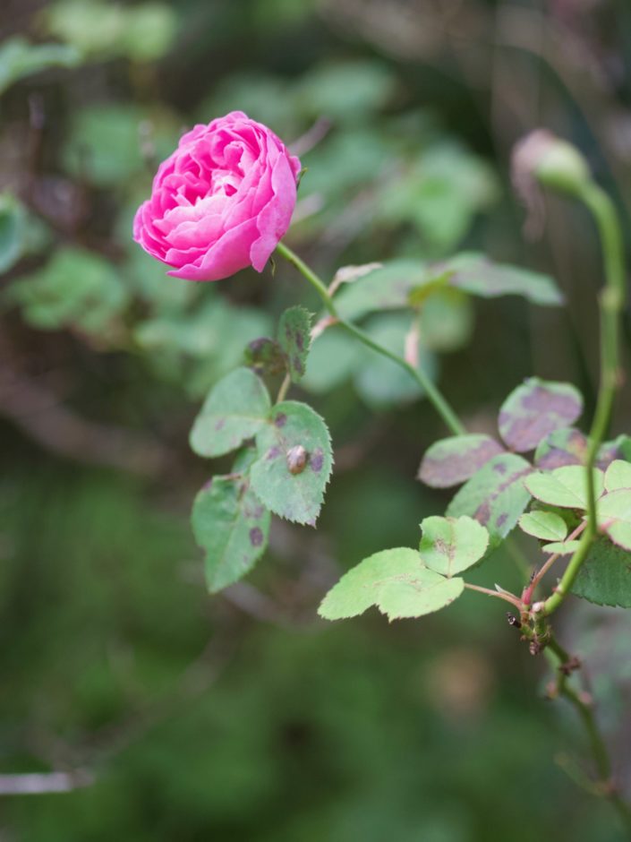 Rosier 'Louise Odier'