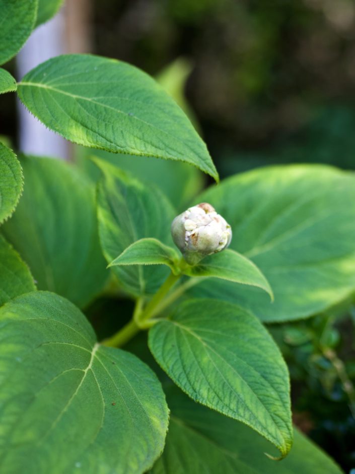 Hydrangea involucrata 'Multiplex'