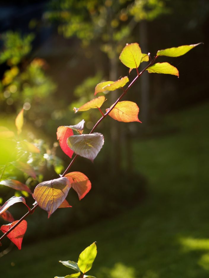 Au jardin, les 9 et 10 octobre 2021