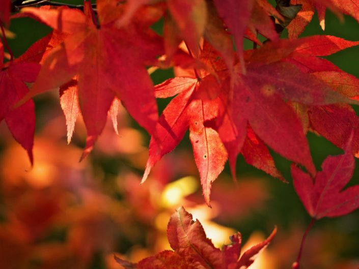 Au jardin le 23 octobre 2021