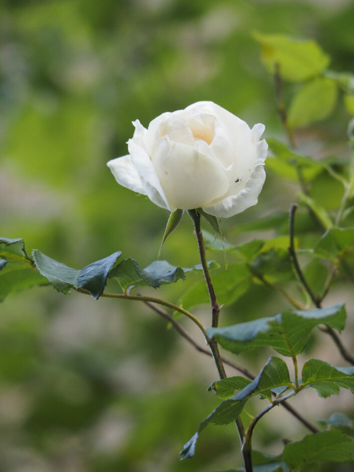 Rosier 'Madame Alfred Carrière'