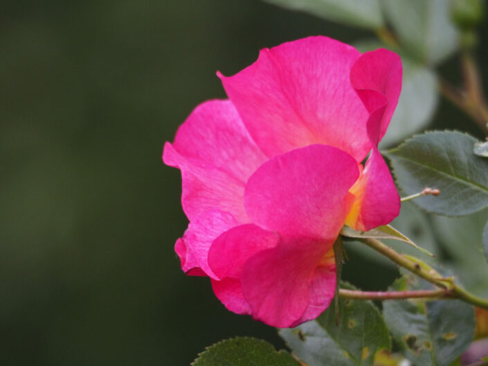 Au jardin, les 24 & 25 mai 2022