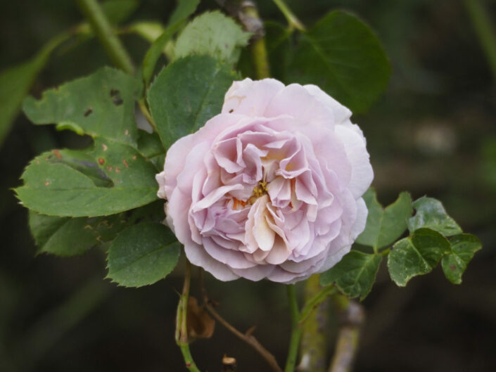 Rosier 'Florence Delattre'.