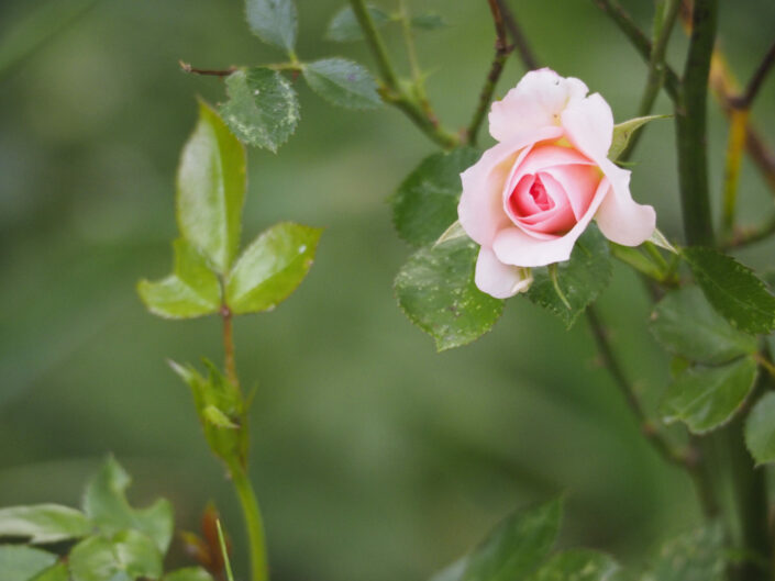 Rosier 'Cicero'