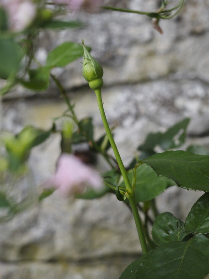 Rosier 'Young Mr Lincoln'